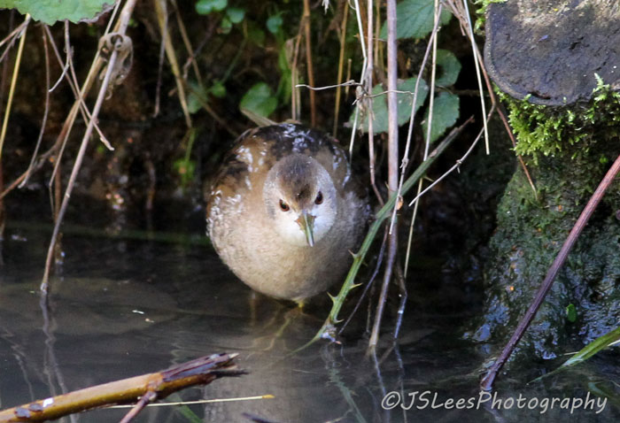 Little Crake