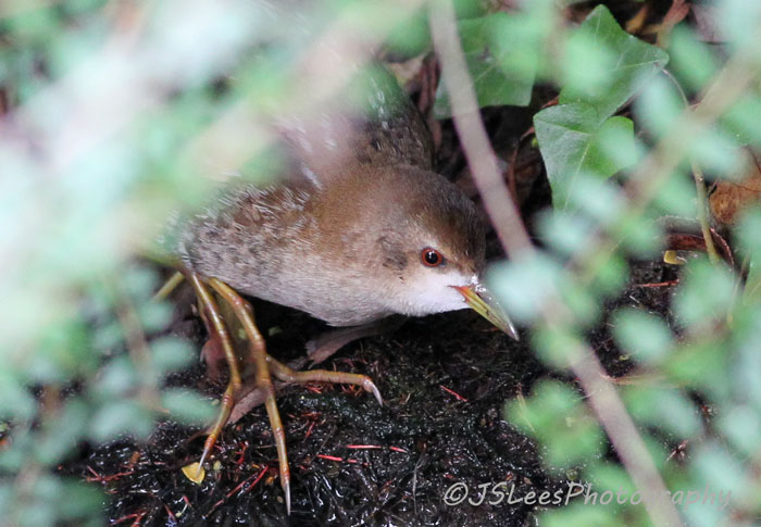 Little Crake