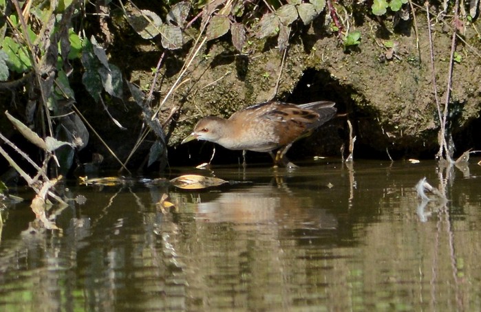 Little Crake