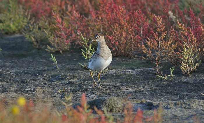 Pectoral Sandpiper