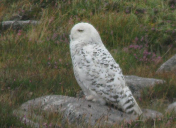 Snowy Owl