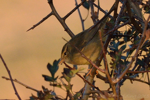 Radde's Warbler