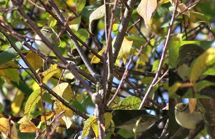 Yellow-browed Warbler