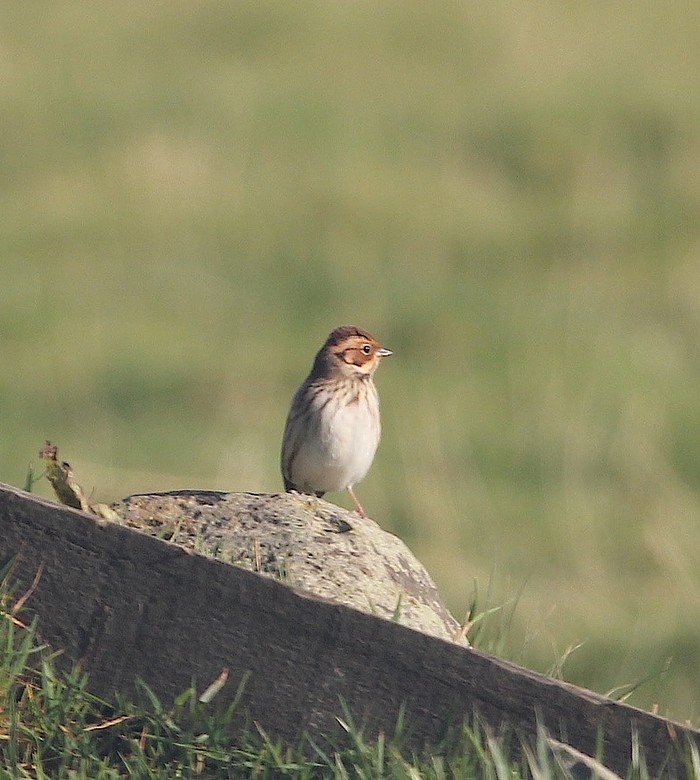 Little Bunting