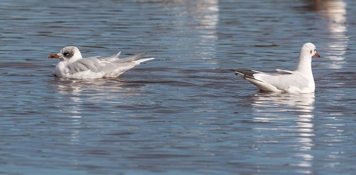 Mediterranean Gull