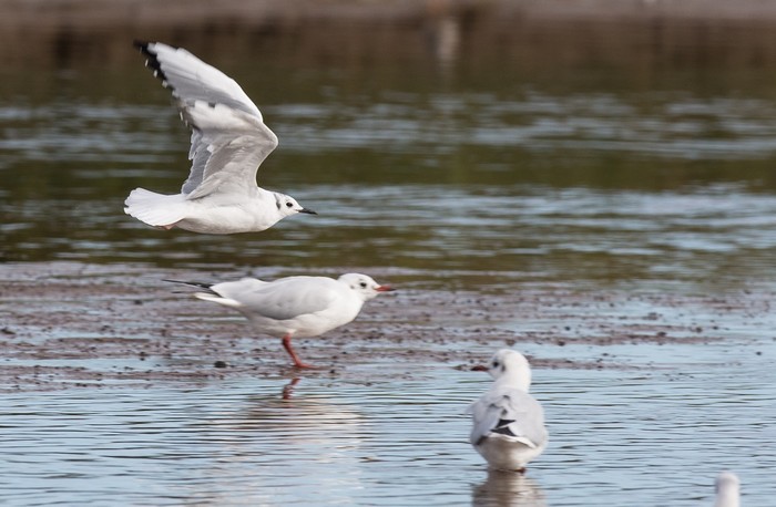 Bonaparte's Gull