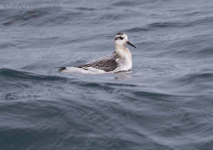 Grey Phalarope
