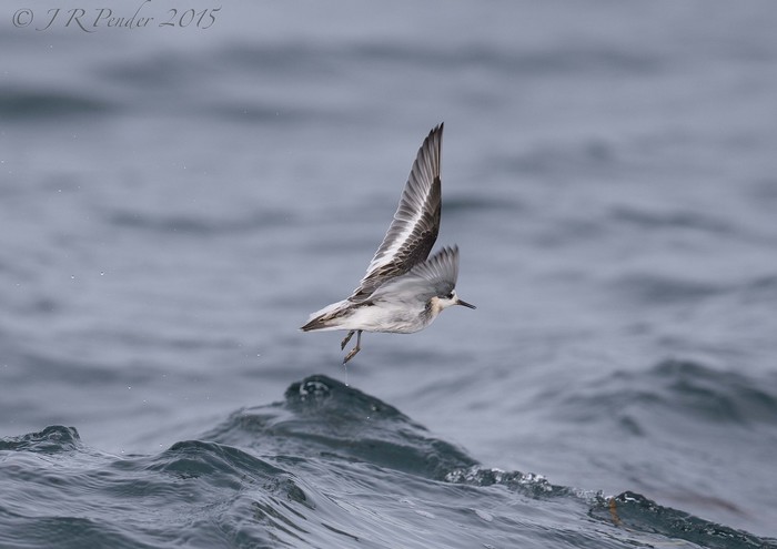 Grey Phalarope