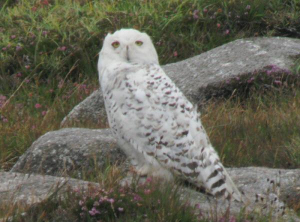 Snowy Owl