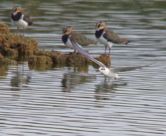 White-winged Black Tern