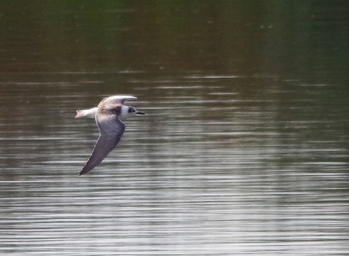 White-winged Black Tern