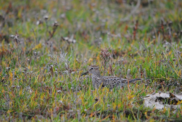 Pectoral Sandpiper