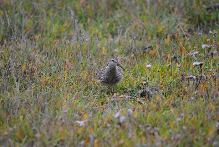 Pectoral Sandpiper