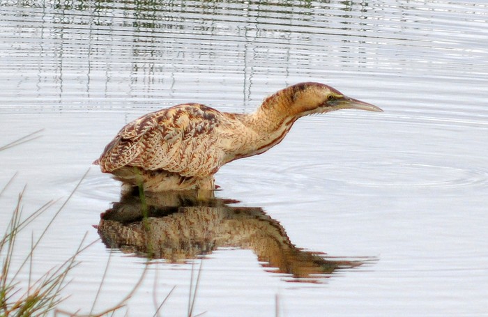 Bittern
