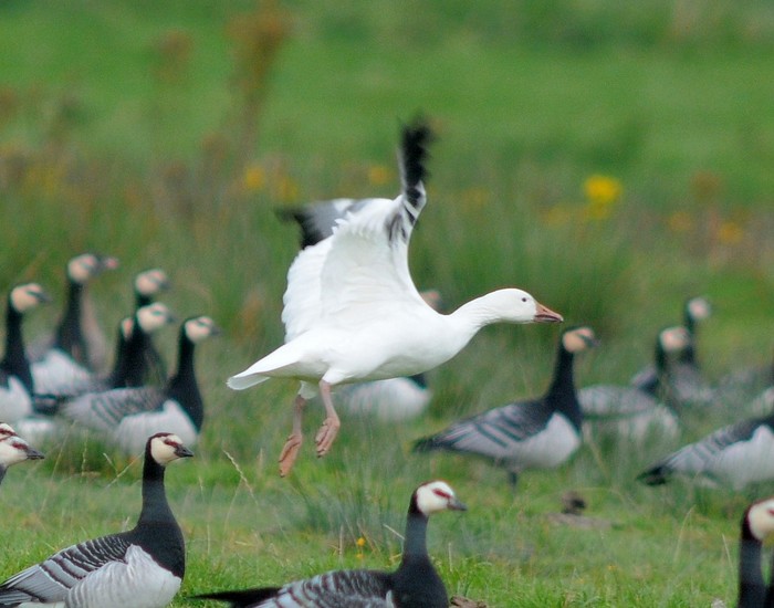 Snow Goose