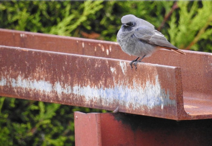 Black Redstart
