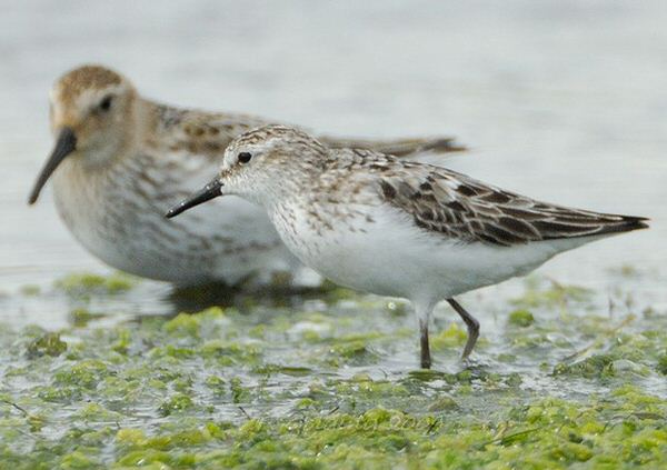 Semipalmated Sandpiper