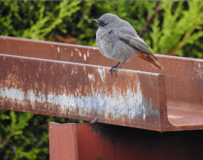 Black Redstart