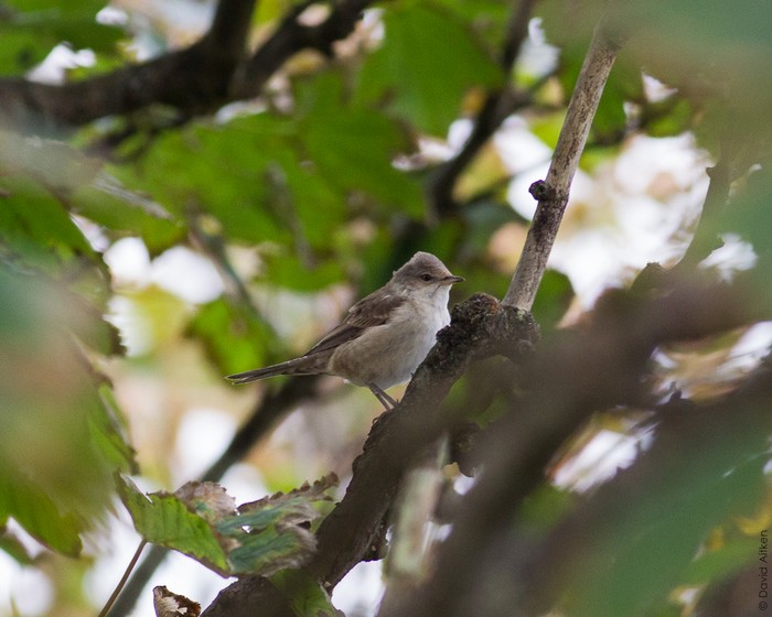 Barred Warbler