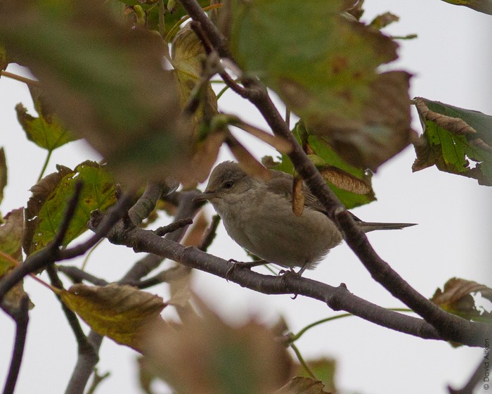 Barred Warbler