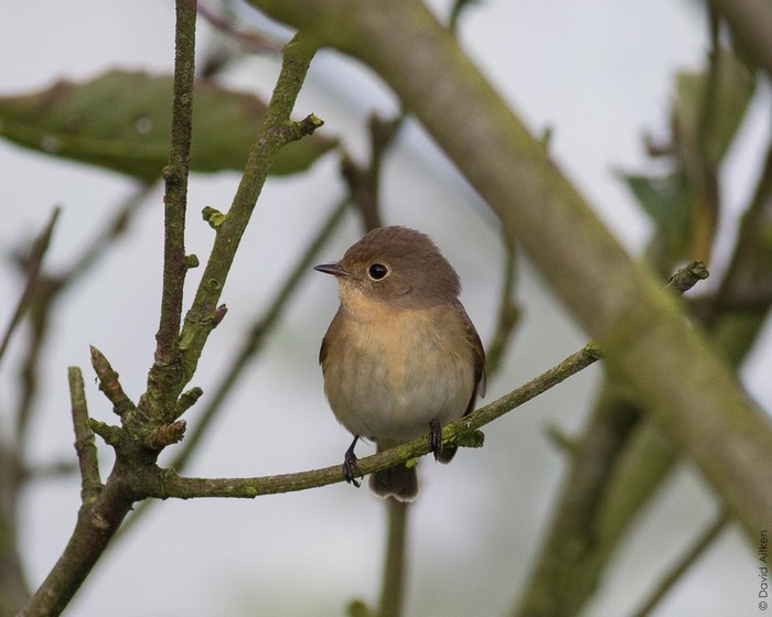 Red-breasted Flycatcher