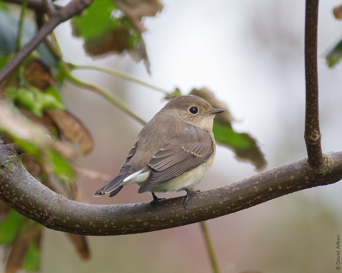 Red-breasted Flycatcher