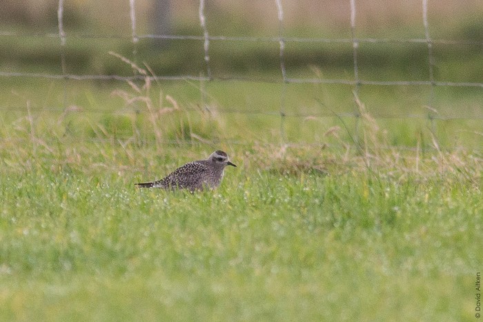 American Golden Plover