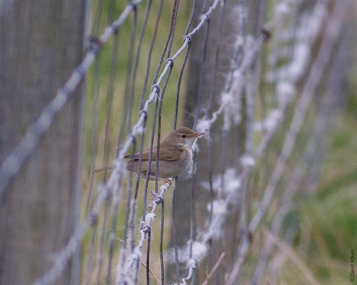 Blyth's Reed Warbler