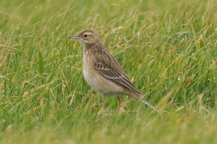 Richard's Pipit
