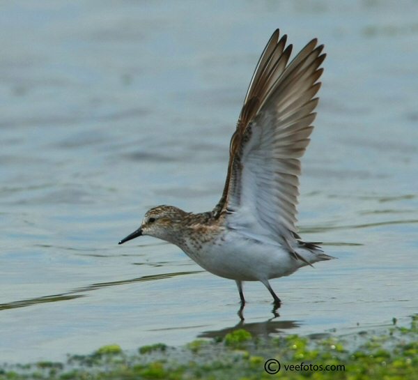 Semipalmated Sandpiper
