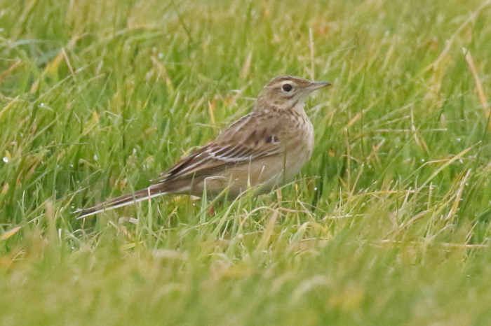 Richard's Pipit