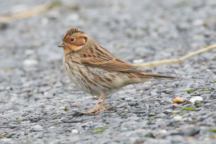 Little Bunting
