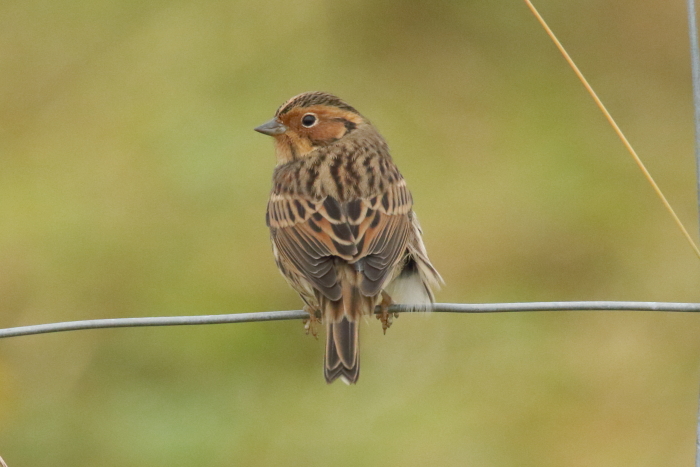 Little Bunting