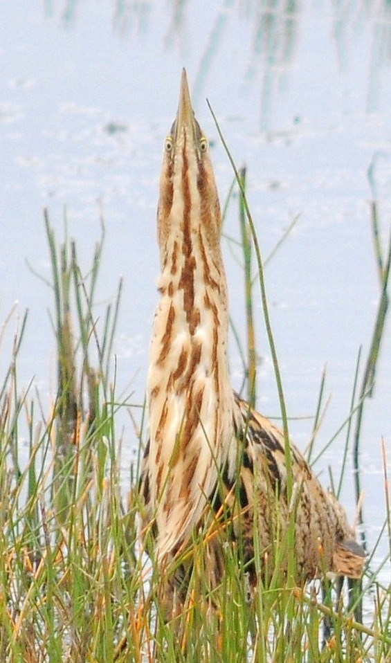 Bittern