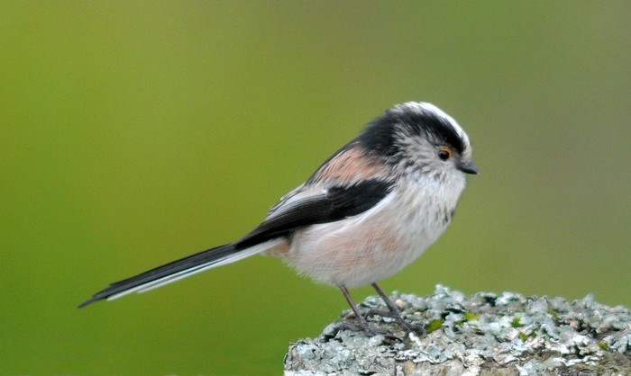 Long-tailed Tit