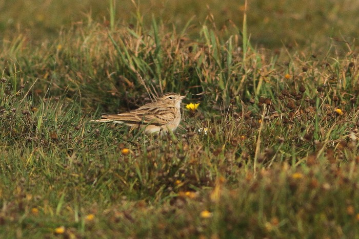 Short-toed Lark