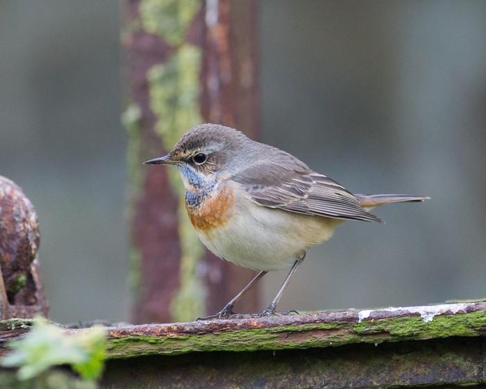 Bluethroat