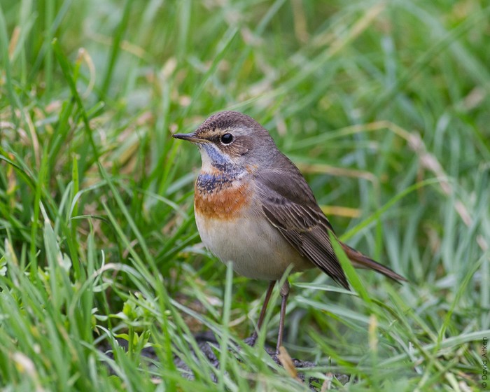 Bluethroat