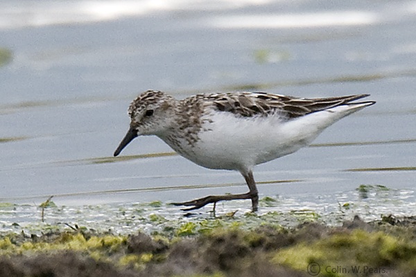 Semipalmated Sandpiper
