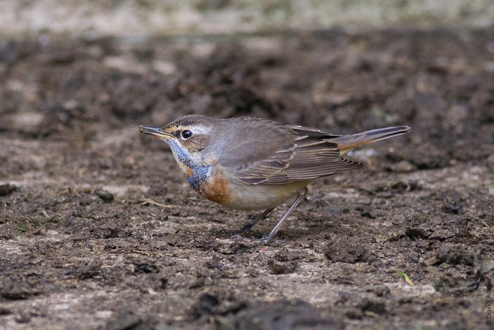 Bluethroat