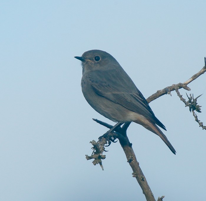 Black Redstart