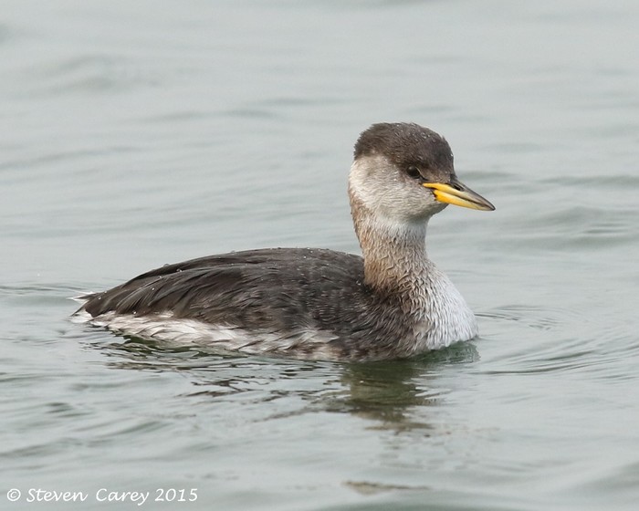 Red-necked Grebe