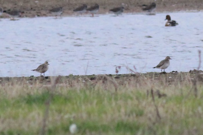 American Golden Plover