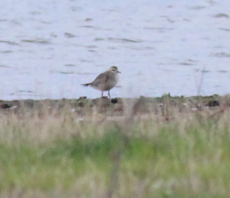 American Golden Plover