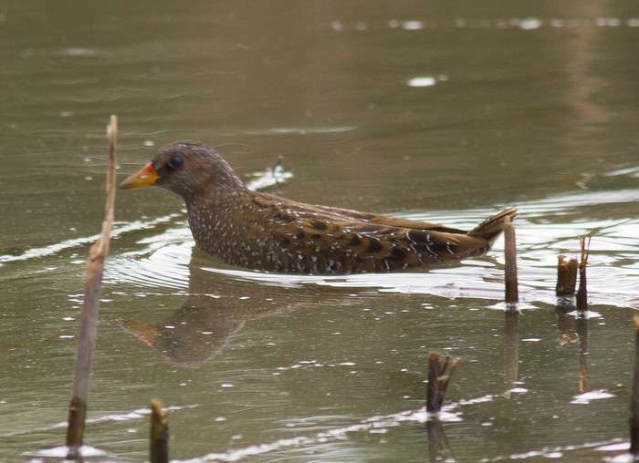 Spotted Crake