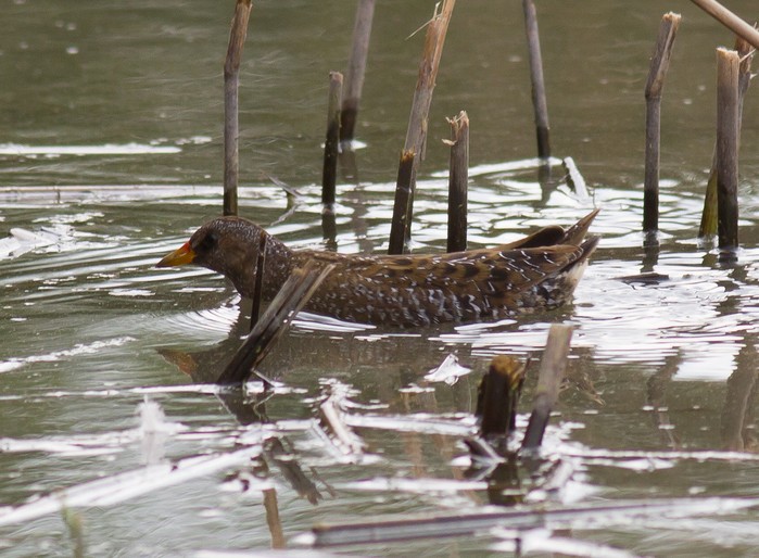 Spotted Crake