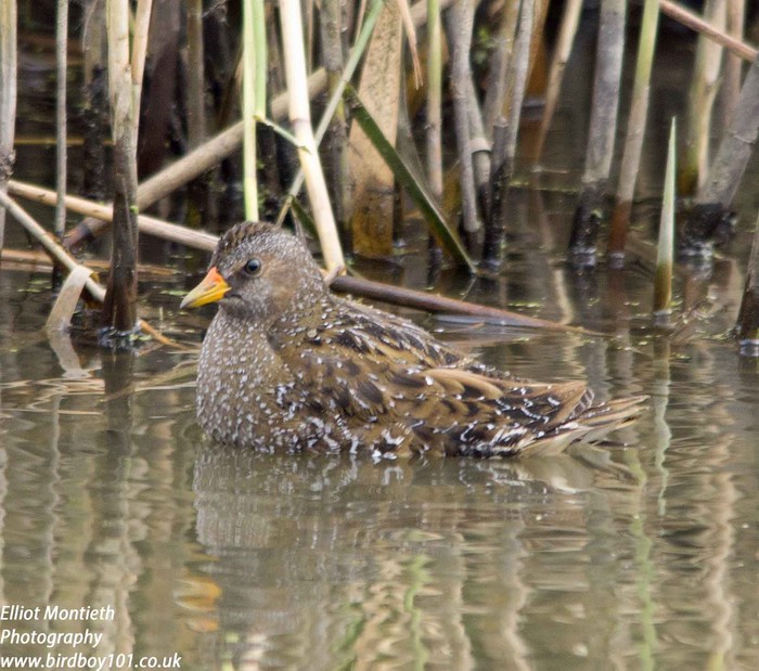 Spotted Crake