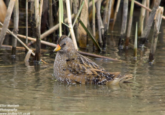 Spotted Crake
