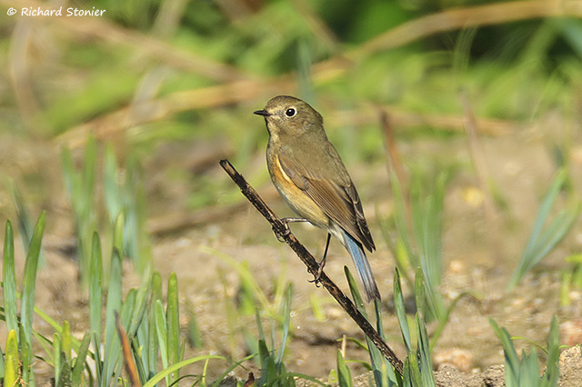 Red-flanked Bluetail