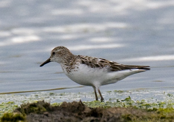 Semipalmated Sandpiper